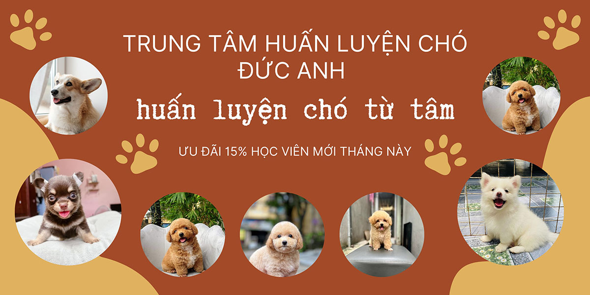 Giáo trình 12 bài hướng dẫn cách huấn luyện chó tại nhà đơn giản